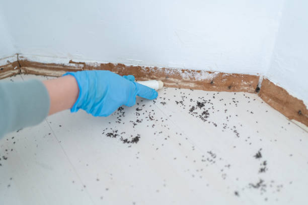 Best Termite Inspection and Treatment  in Moriches, NY